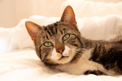 Portrait of cat resting on bed