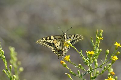 Close-up of butterfly perching on plant