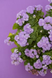 Close-up of pink flowers blooming outdoors