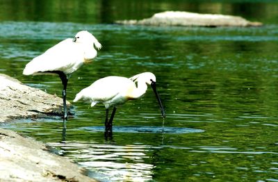White birds on a lake