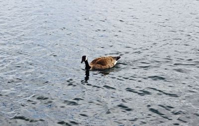 High angle view of ducks swimming in water