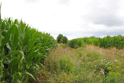 Crops growing on field against sky