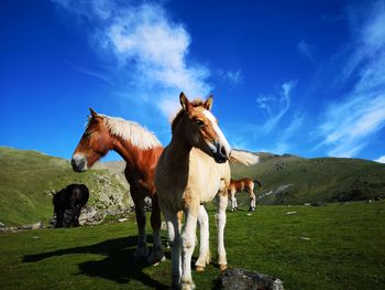 Horses in a field