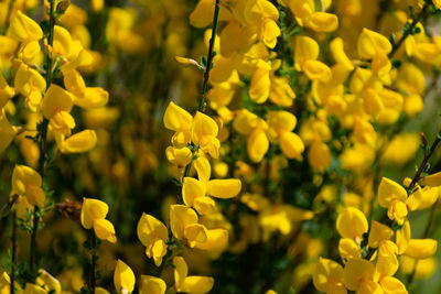 Close-up of yellow flowering plant