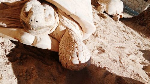 Close-up of statue on sand