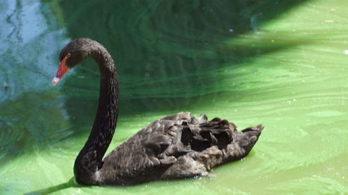 Close-up of swan swimming in lake