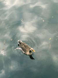 High angle view of duck swimming in lake