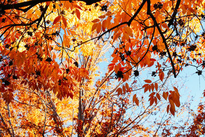 Low angle view of tree during autumn