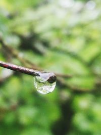 Close-up of water drop on grass