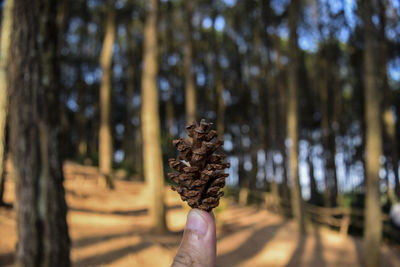 Person holding pine cone on tree trunk in forest