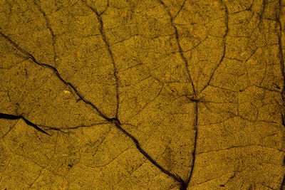 Full frame shot of dry leaf on tree