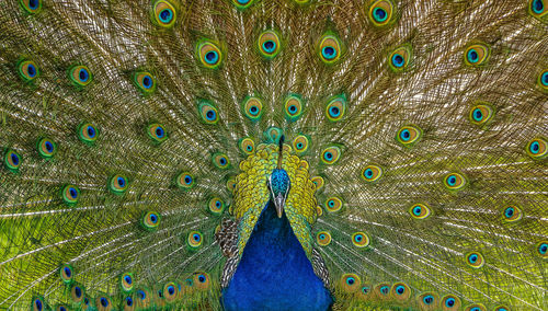 Beautiful peacock feathers
