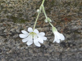 Close-up of white flowers blooming outdoors