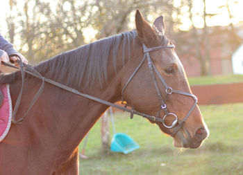 Close-up of a horse on field