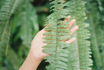 Close-up of hand holding fern leaves