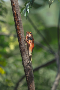 Close-up of bird perching on tree