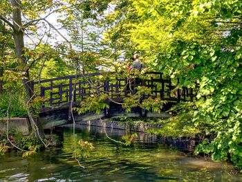 Footbridge over water in forest