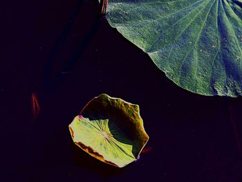 Close-up of leaf