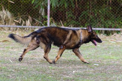 Side view of a dog on field