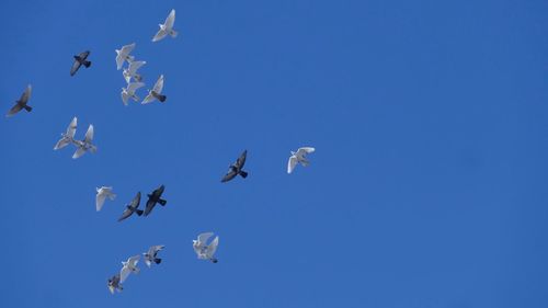 Low angle view of birds flying against clear blue sky