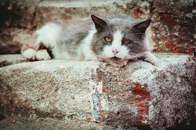 Close-up portrait of cat lying on retaining wall