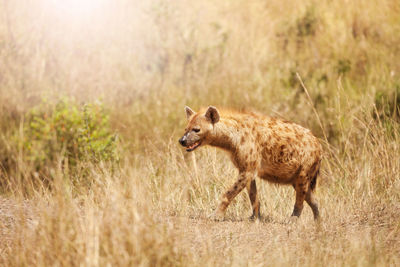 Side view of an animal on land