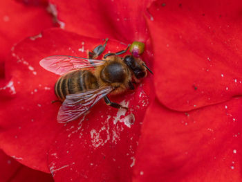 red