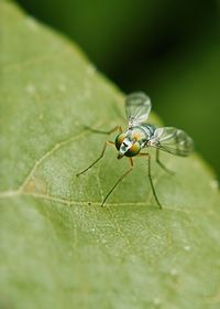 Close-up of insect on leaf