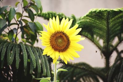 Close-up of sunflower on plant