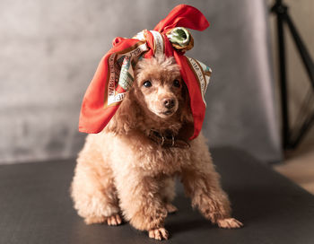 Portrait of dog wearing hat