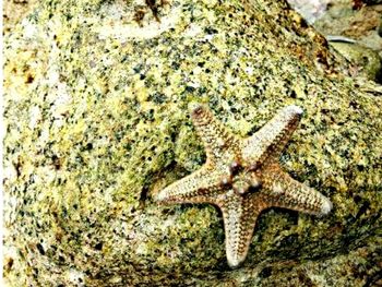 Close-up of lizard on rock