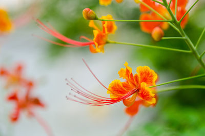 Close-up of yellow flowers