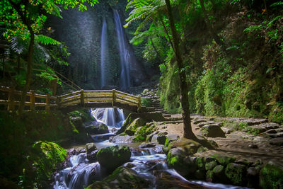 Scenic view of waterfall in forest