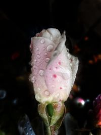 Close-up of wet pink rose blooming outdoors