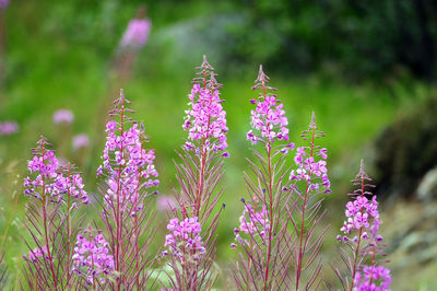 Close-up of purple flowering plant