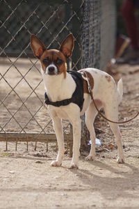 Portrait of dog standing outdoors