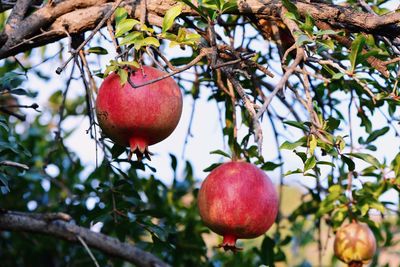 Close-up of pomegranates growing on tree