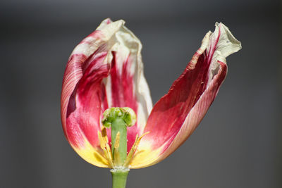 Close-up of pink flower against white background