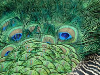 Cropped image of peacock