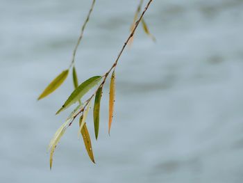 Close-up of plant