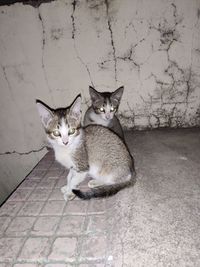 Portrait of cats sitting on floor against wall