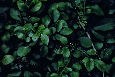 Full frame shot of wet leaves