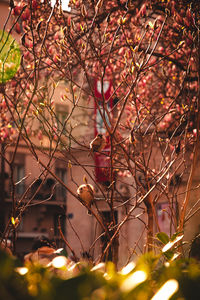 Close-up of christmas tree