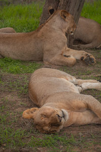 Lioness sleeping on field