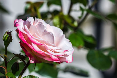 Close-up of pink rose blooming outdoors