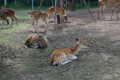 Deer in a field