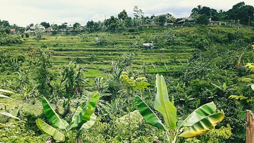 Scenic view of rice paddy against sky