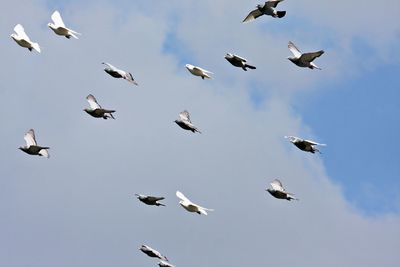 Flock of pigeons flying