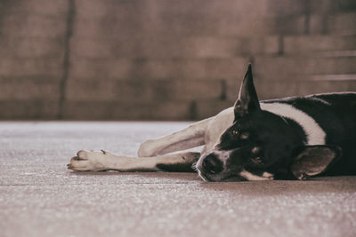 Close-up of dog