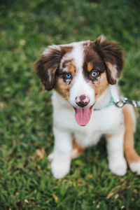 Portrait of dog sticking out tongue on field